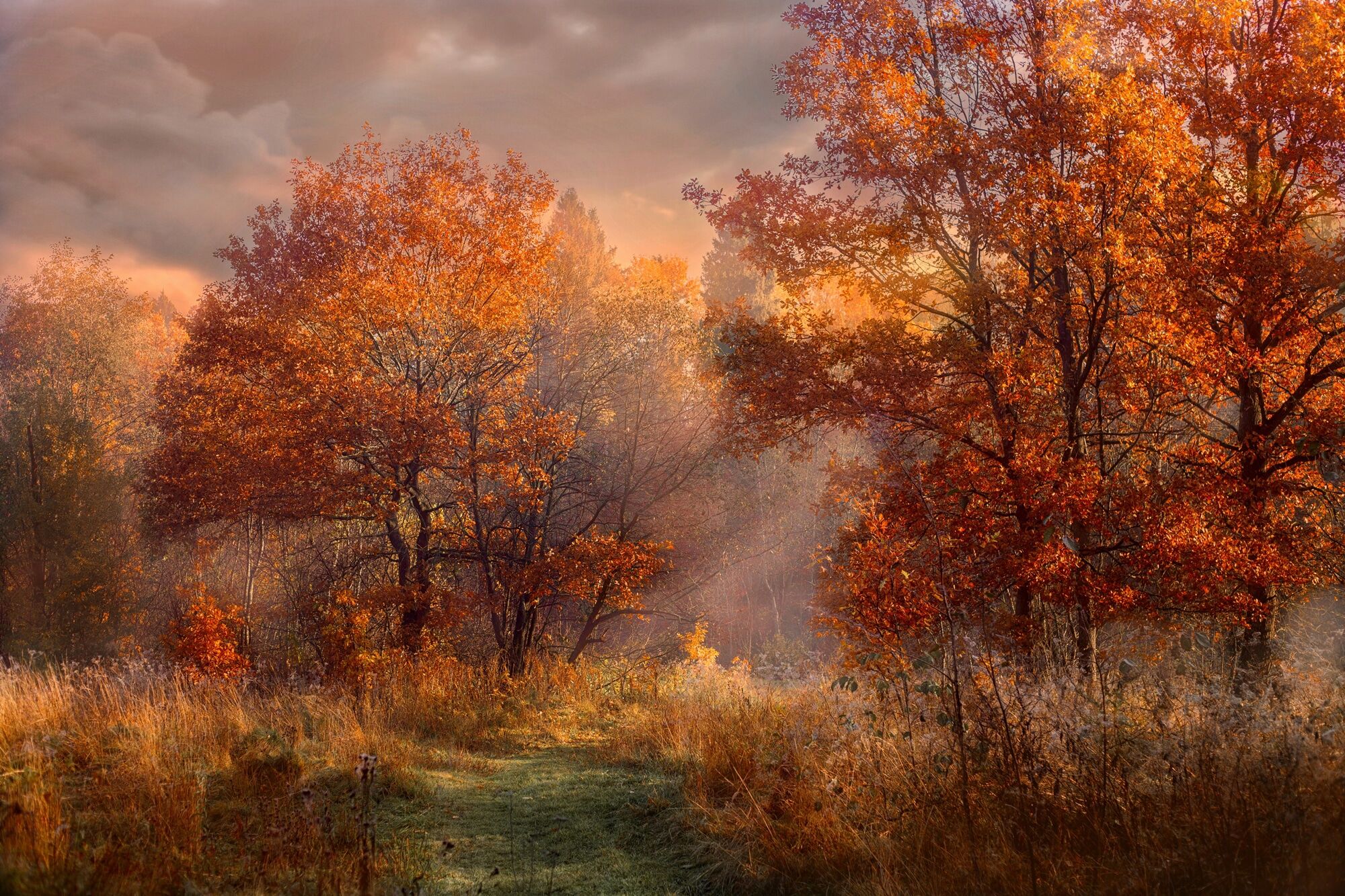 Fototapete PAPERMOON "HERBST-WALD-ROTE EICHEN BAUM NATUR PFLANZE SONNE NEBEL", bunt, B:1,5m L:1,11m, Vlies, Tapeten, Fototapete
