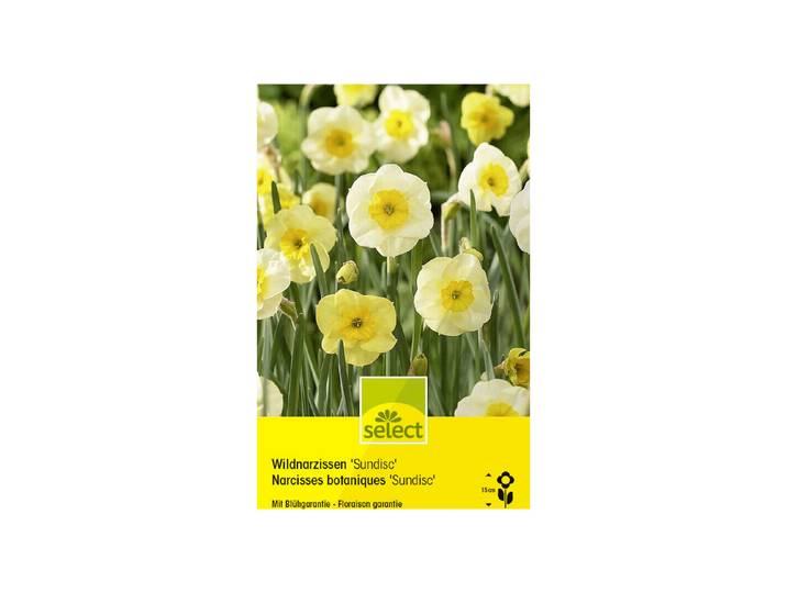 Select Blumenzwiebel Narzissen Sundisc