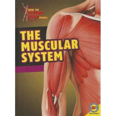 The Muscular System, Gebundene Ausgabe von Simon Rose, Av2 by Weigl, 978-1-4896-1170-3
