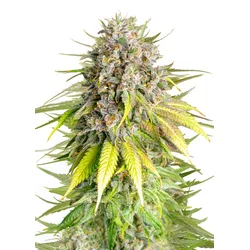 Royal Queen Seeds Punch Pie  3 Samen - 3