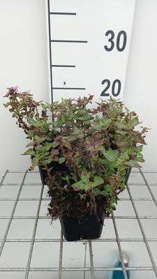 6 x Lamium maculatum Anna Green Away Vleks, Pot van 9 x 9 cm, GRDplanten
