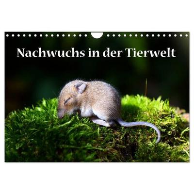 Nachwuchs in der Tierwelt (Wandkalender 2026 DIN A4 quer), CALVENDO Monatskalender