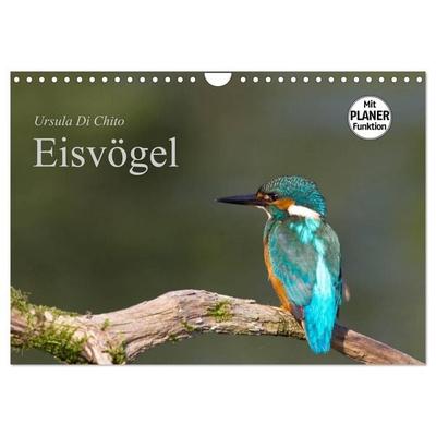 Eisvögel (Wandkalender 2027 DIN A4 quer), CALVENDO Monatskalender