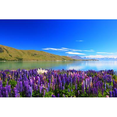 Fototapete PAPERMOON "Lupines Lake Tekapo", bunt, B:5m L:2,8m, Vlies, Tapeten