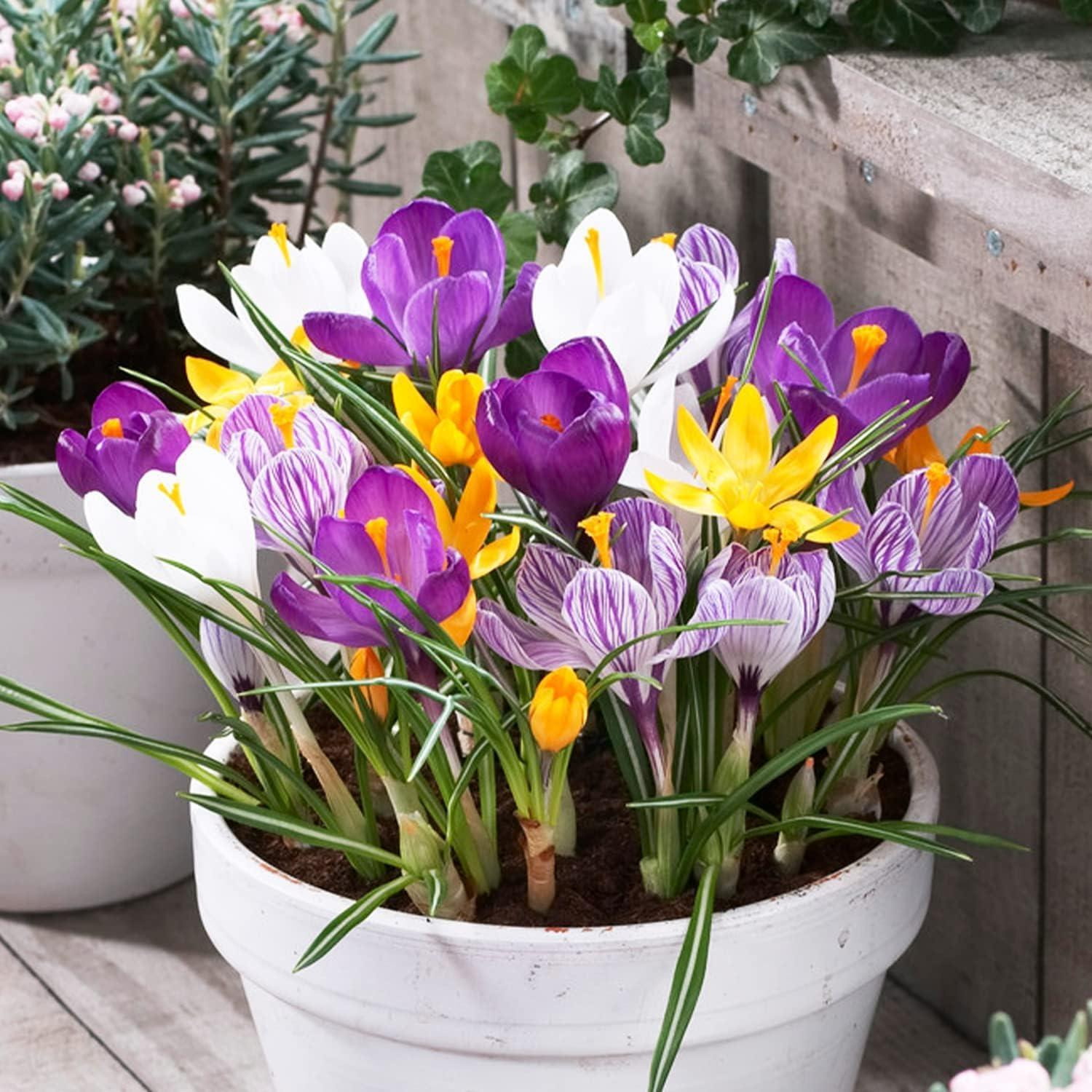 Dutch Bulbs Exclusieve Krokusbollen Mix van 5 Soorten - 150 Stuks
