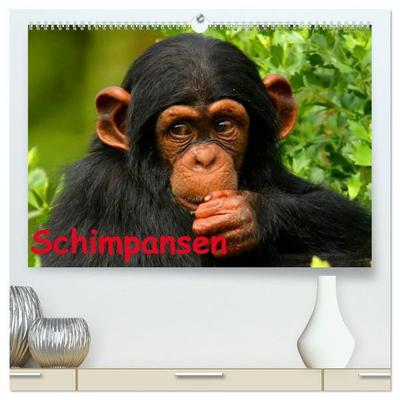Schimpansen (hochwertiger Premium Wandkalender 2027 DIN A2 quer), Kunstdruck in Hochglanz