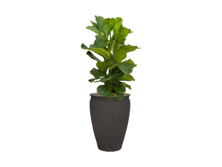 Pflanzen Arrangement „Ficus lyrata in Mediterranean“ Baq Design