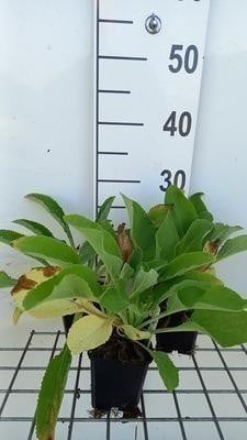 6 x Digitalis purpurea Snow Thimble Vingerhoedskruid, Potmaat: 9 x 9 cm, GRDplanten