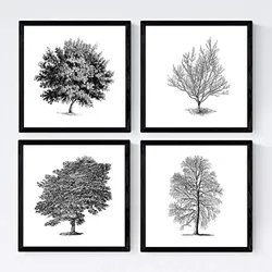 POSTER Set mit 4 Blättern der Caduda Bäume und immergrüne weiß 30x30 cm Rahmenlos