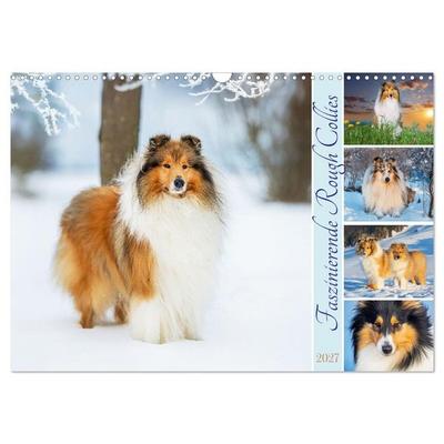 Faszinierende Rough Collies (Wandkalender 2027 DIN A3 quer), CALVENDO Monatskalender