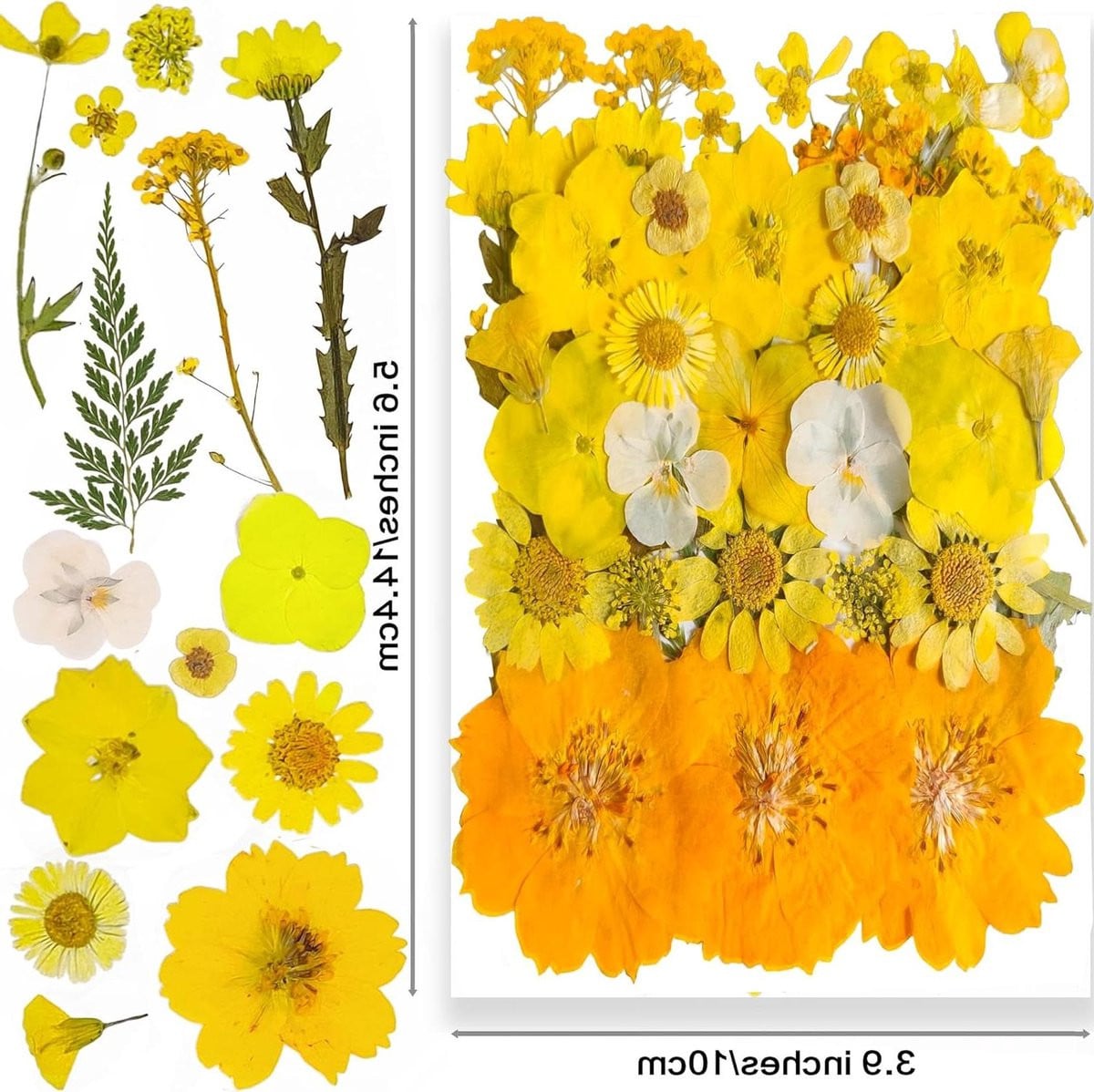 38 stuks Gedroogde Geperste Bloemen - Natuurlijke Gele Bloemen voor Knutselen en Decoratie