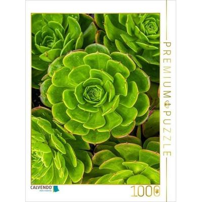 CALVENDO Puzzle Aeonium Sukkulenten von oben | 1000 Teile Lege-Größe 64 × 48 cm Foto-Puzzle für glückliche Stunden