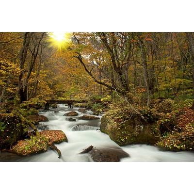 Fototapete PAPERMOON "WALD-NATUR BÄUME WASSERFALL DSCHUNGEL HERBSTLANDSCHAFT", bunt, B:2,5m L:1,86m, Vlies, Tapeten