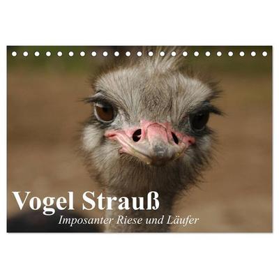 Vogel Strauß. Imposanter Riese und Läufer (Tischkalender 2026 DIN A5 quer), CALVENDO Monatskalender