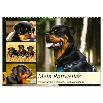 Mein Rottweiler. Nervenstarker Gebrauchs- und Begleithund (Wandkalender 2027 DIN A2 quer), CALVENDO Monatskalender