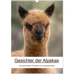 Calvendo, Kalender, Gesichter der Alpakas - Unverwechselbare Charaktere und einzigartige Blicke (Wandkalender 2026 (A3)