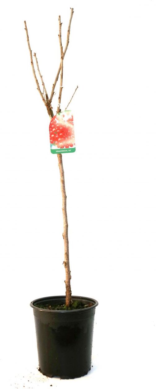 Pflanzen Obststrauch Johannisbeere rot 3 L Container