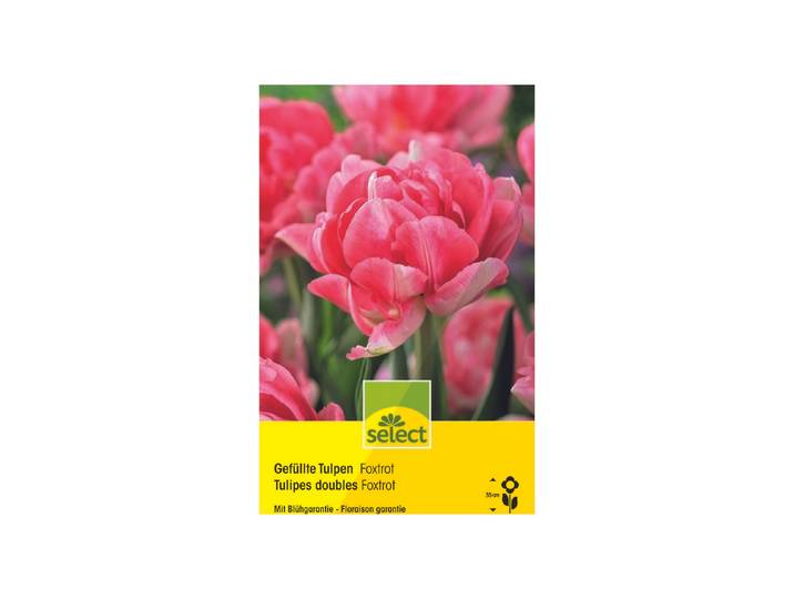 Select Blumenzwiebel Tulpen Foxtrot