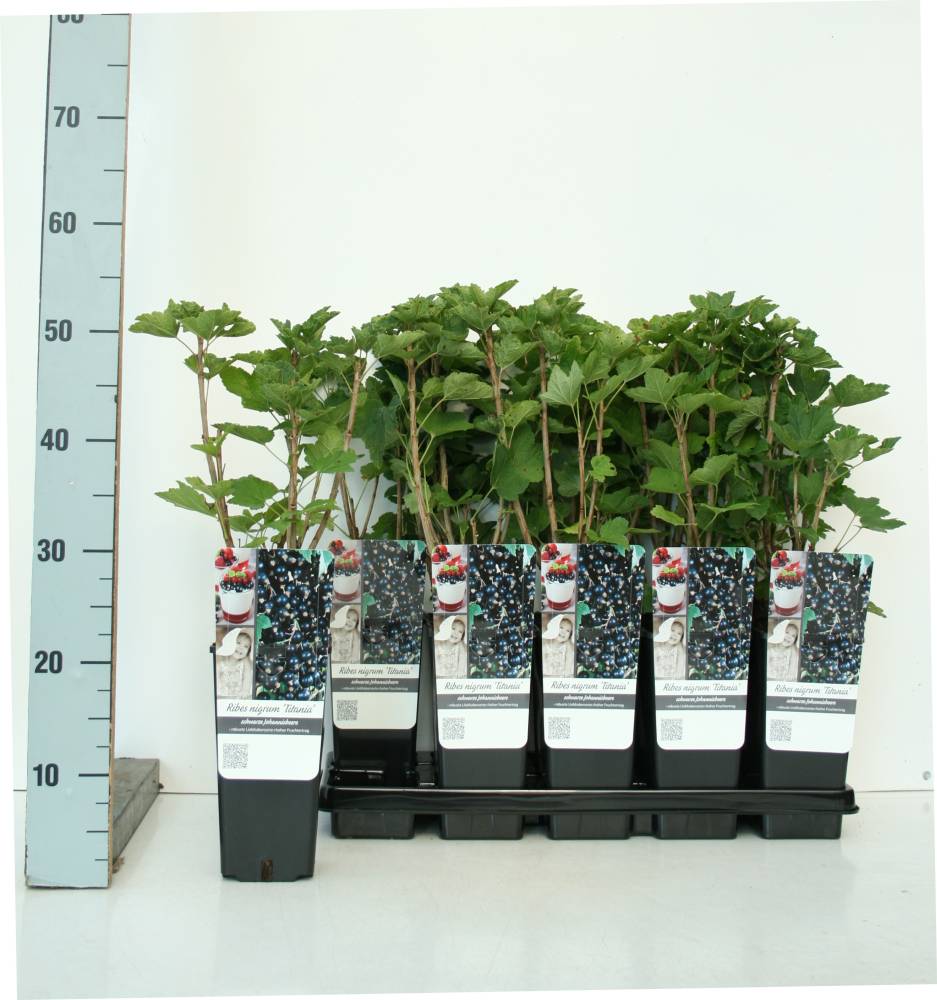 Pflanzen Obststrauch Schwarze Johannisbeere Titania 2 L Container