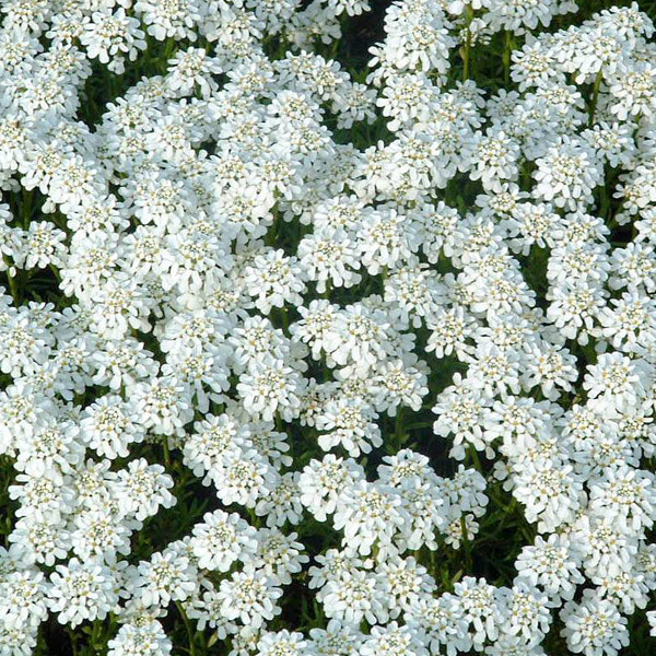 6x Iberis sempervirens Weisser Zwerg Eeuwige bloem in pot van 9x9 cm van Arborix