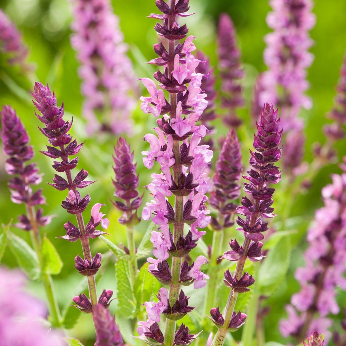 6 x Salvia microphylla Salvinio Pink - Arborix - Pot van 9x9 cm