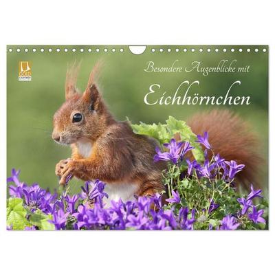 Besondere Augenblicke mit Eichhörnchen (Wandkalender 2027 DIN A4 quer), CALVENDO Monatskalender