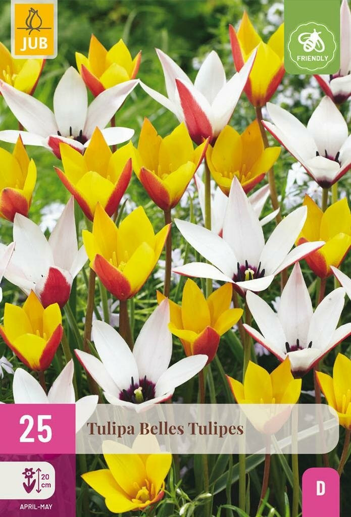 JUB Holland Tulp Belles tulipes mix 25 bollen