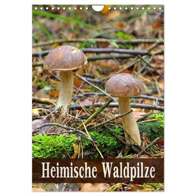 Heimische Waldpilze (Wandkalender 2027 DIN A4 hoch), CALVENDO Monatskalender