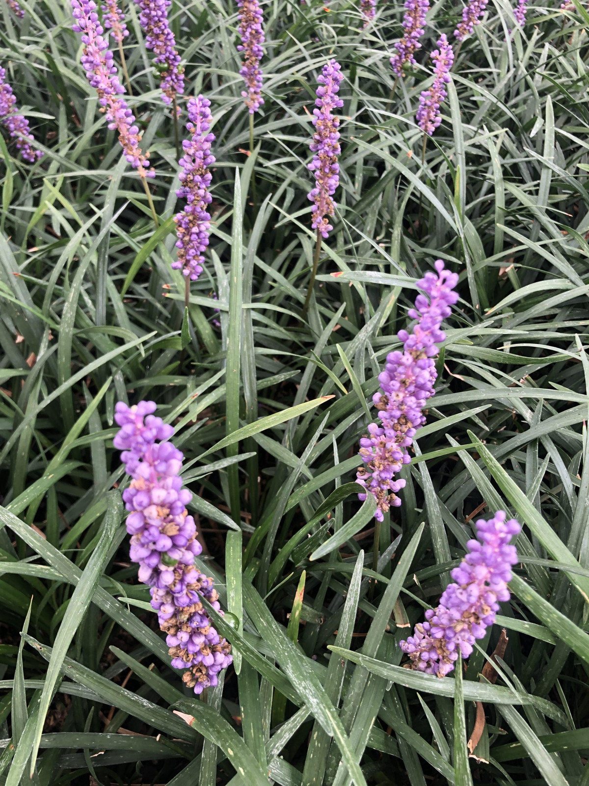 6 x Liriope muscari Druifbloem - Pot van 9 x 9 cm - GRDplanten