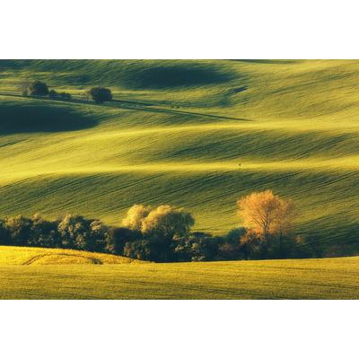 Fototapete PAPERMOON "Landschaft mit Bäumen", bunt, B:2,5m L:1,86m, Vlies, Tapeten