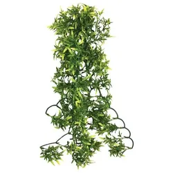 Komodo Croton Plant, Terrariumeinrichtung