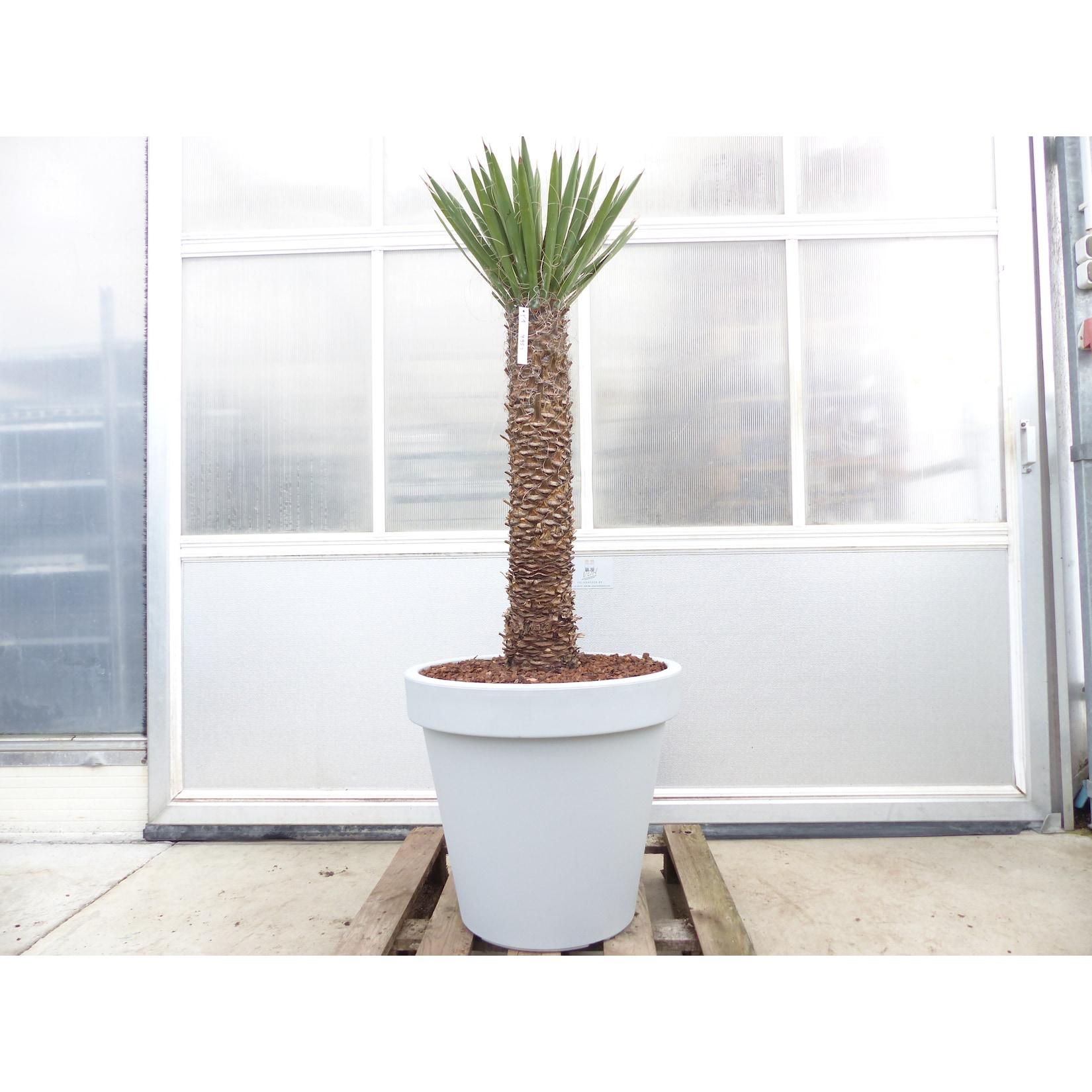 Yucca Filifera, 158 cm Stamm 78 cm Tambasi Yucca, winterhart -13 Grad