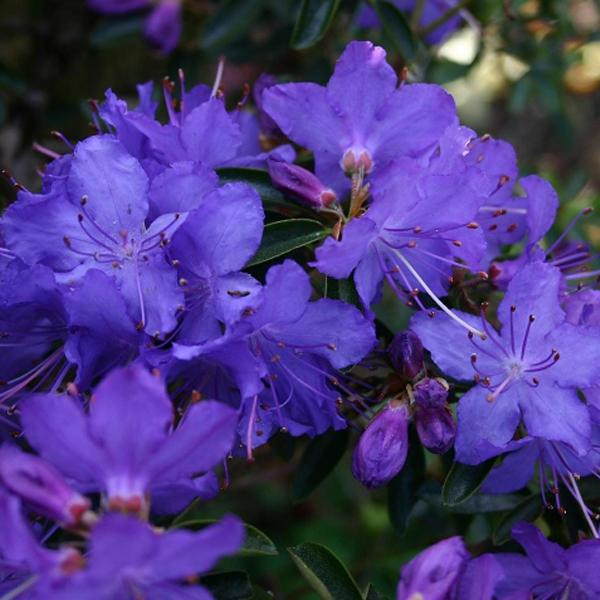 Rhododendron Gristede in pot door Arborix