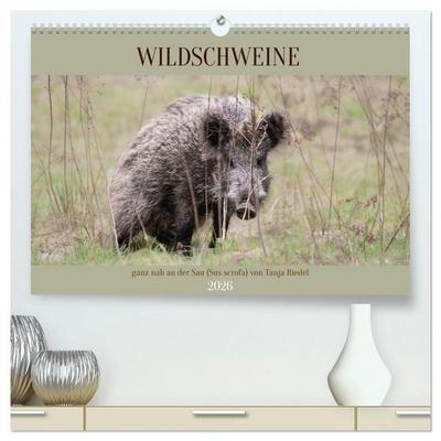 Wildschweine ganz nah an der Sau (Sus scrofa) von Tanja Riedel (hochwertiger Premium Wandkalender 2026 DIN A2 quer), Kunstdruck in Hochglanz