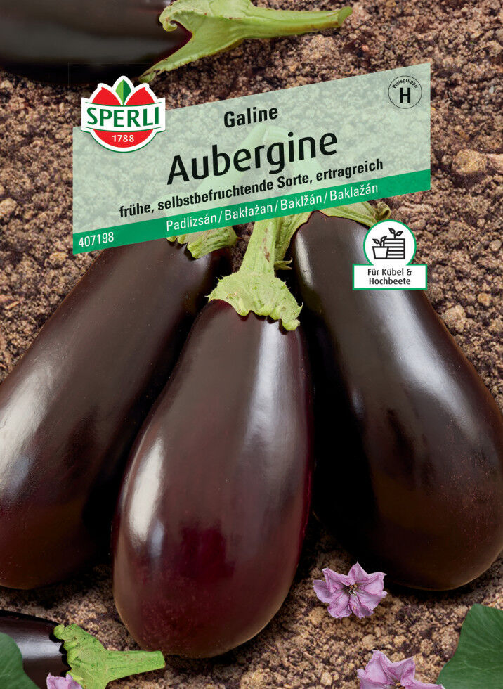 Sperli Aubergine Galine F1