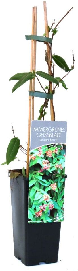Pflanzen Immergrünes Geißblatt Lonicera henryi 2 L Eckcontainer