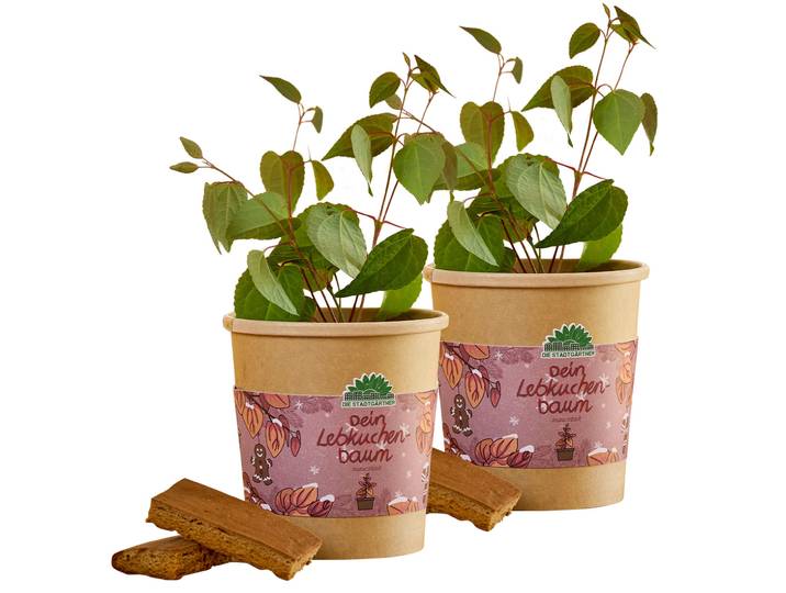 2er-Set Lebkuchenbaum Anzuchtset