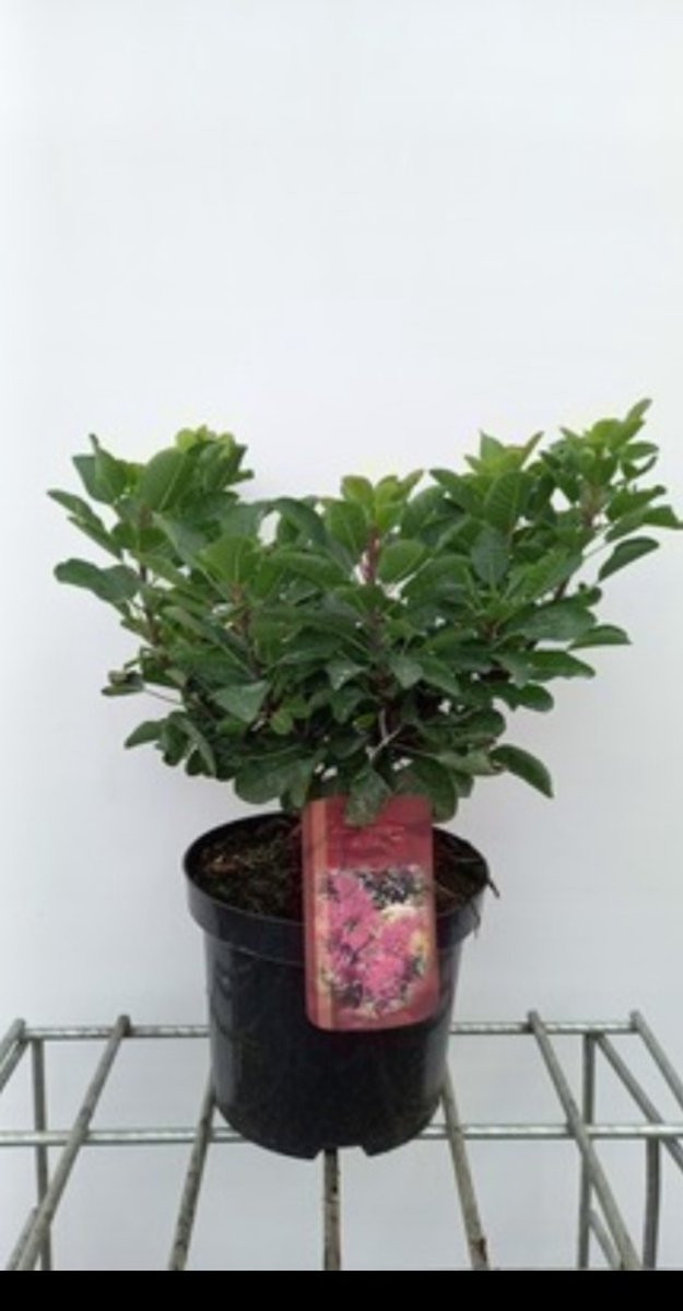 Cotinus cogg. 'Smokey Joe'® ('lisjo'®) Pruikenboom in pot, 25-30 cm