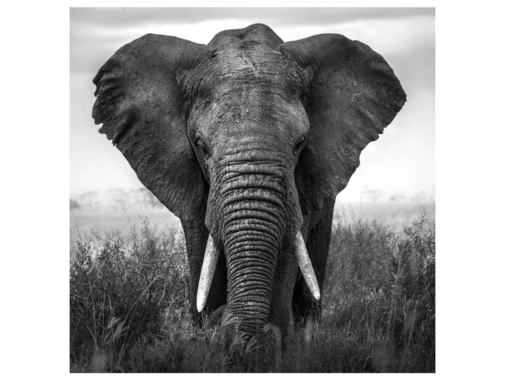 Acrylglasbild Großer Elefant image LAND
