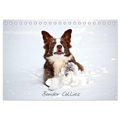 Border Collies (Tischkalender 2027 DIN A5 quer), CALVENDO Monatskalender