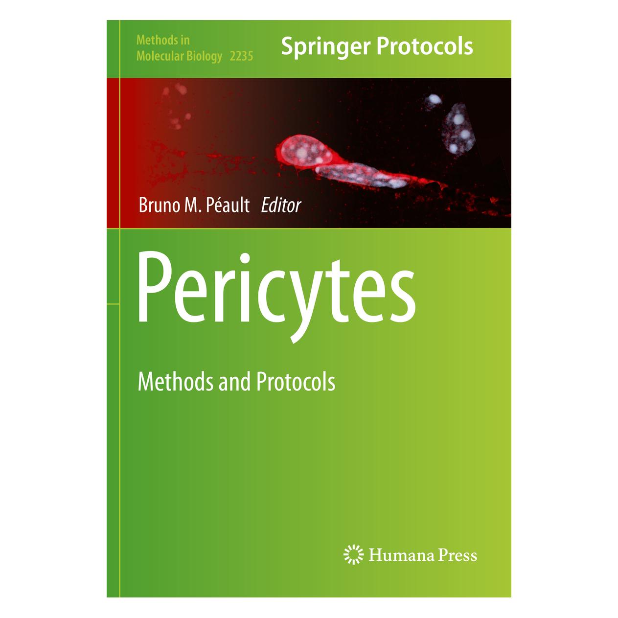Springer Pericytes (Englisch, Softcover, Bruno M. Péault) (56236448)