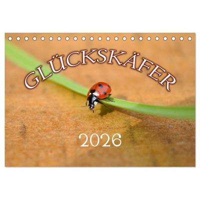Marienkäfer 2026 (Tischkalender 2026 DIN A5 quer), CALVENDO Monatskalender