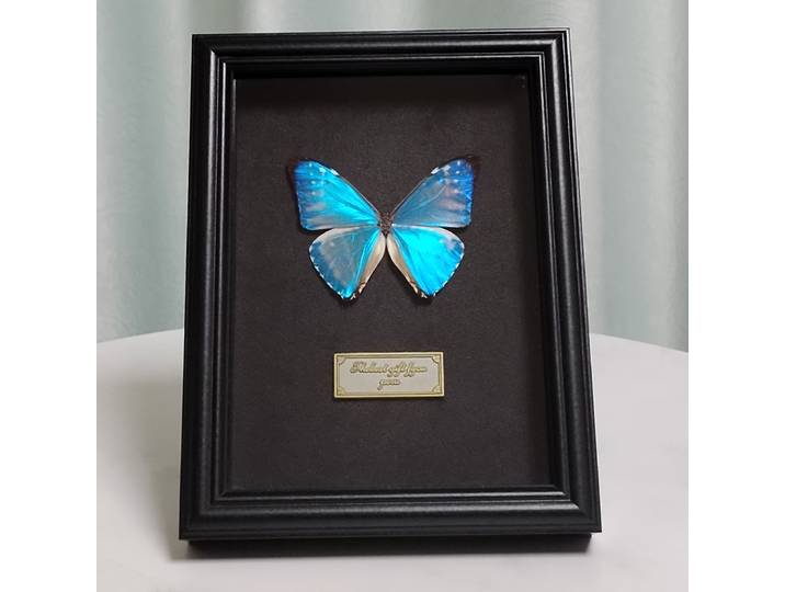 Véritable spécimen de Morpho Zephyritis dans une boîte en bois, papillon encadré, taxidermie, insecte préservé, décoration murale, cadeaux gothiques