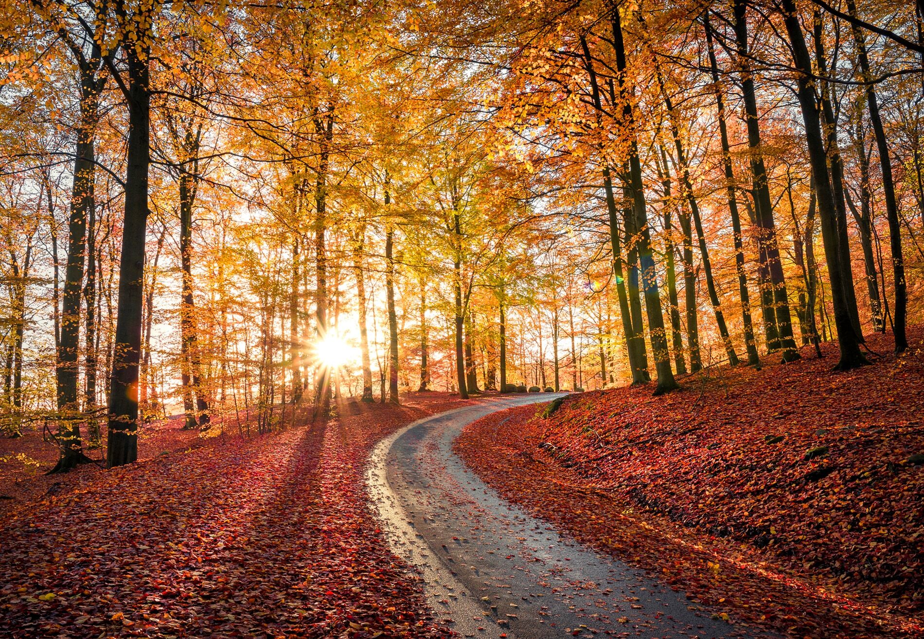 Fototapete PAPERMOON "CHRISTIAN LINDSTEN, STRAssE IN SAPTERAYSEN NATIONALPARK, SCHWEDEN", bunt, B:3m L:2,23m, Vlies, Tapeten, Fototapete bunt B/L: 3m x 2,23m, Bahnen: 6 Stk.