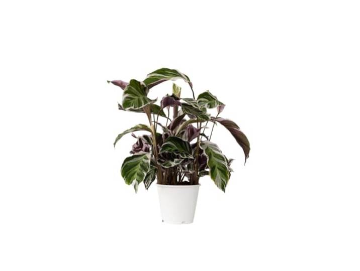 Plant in a Box - Calathea Fusion White - Luchtzuiverend - Kamerplant - Pot 14cm - Hoogte 30-40cm