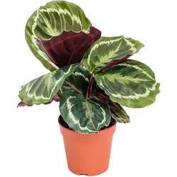 Calathea Medallion d12