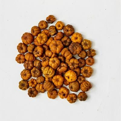Worth Imports Natural Miniature Yellow Pumpkin Pods, 3/4 in, Box of 2LBS, 1LB equals to 16 cups