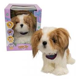 Askato Shih Tzu Hund (78544677)
