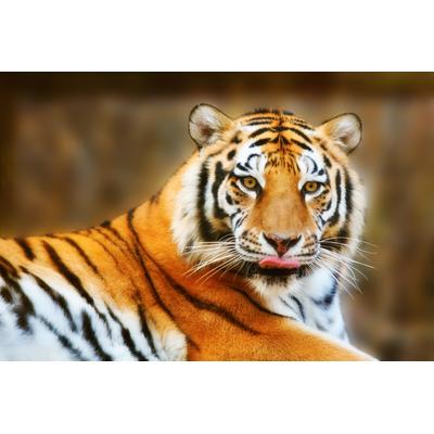 Fototapete PAPERMOON "Resting Tiger", bunt, B:3,5m L:2,6m, Vlies, Tapeten