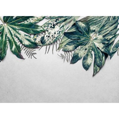 Fototapete LIVING WALLS "Designwalls Leaves Variety 2", grün (grün, grau), B:3,5m L:2,55m, Vlies, Tapeten, Vlies, Wand, Schräge, Decke